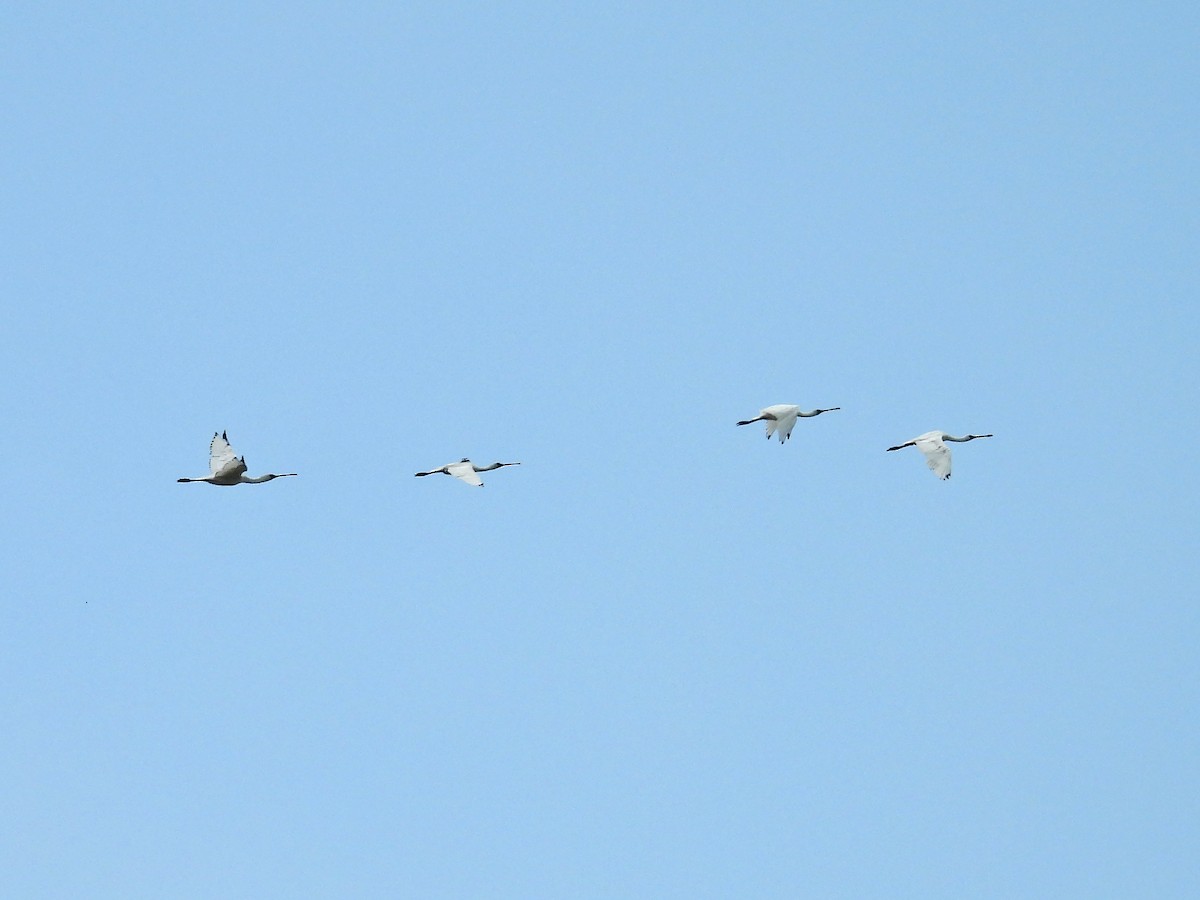 Black-faced Spoonbill - ML622868201