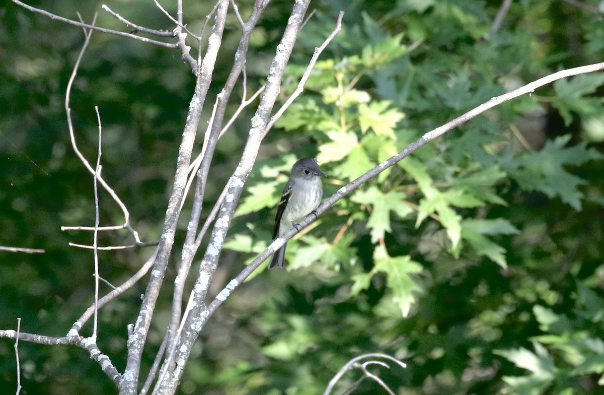 Eastern Wood-Pewee - Mary Backus