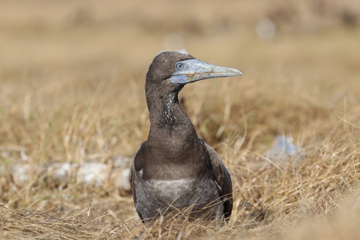 Brown Booby - ML622868254