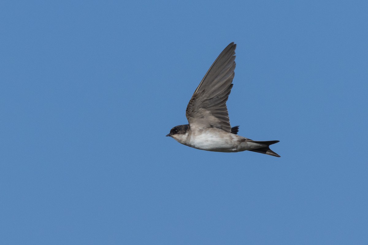 Western House-Martin - ML622868308