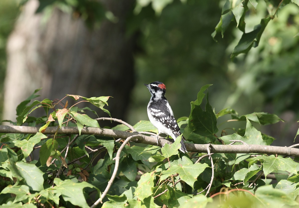 Downy Woodpecker - ML622868337