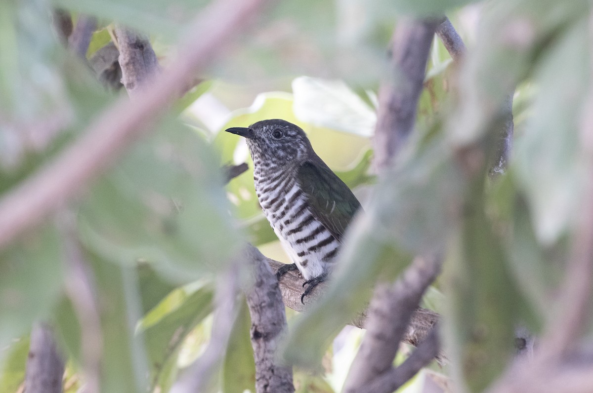 Shining Bronze-Cuckoo (Golden) - ML622868438