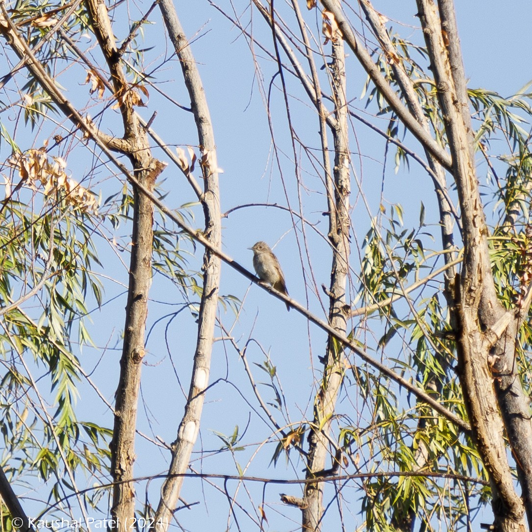 Spotted Flycatcher - ML622868452