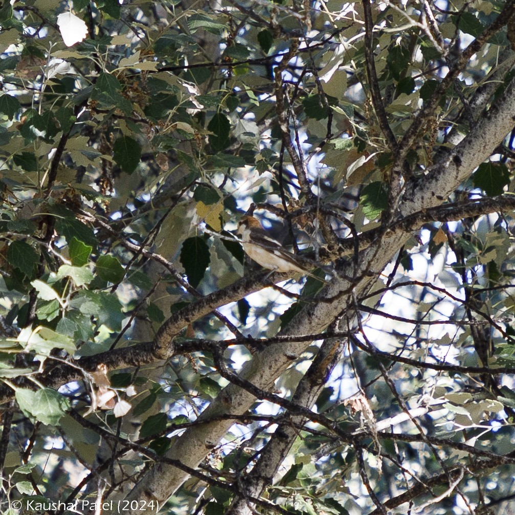 Woodchat Shrike - ML622868453