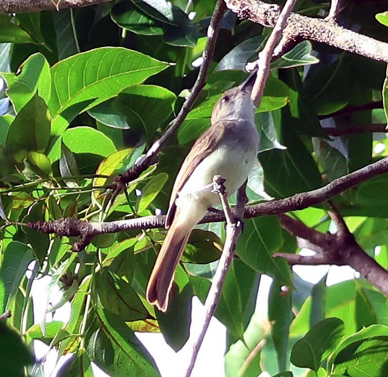 Yellow-bellied Elaenia - ML622868488