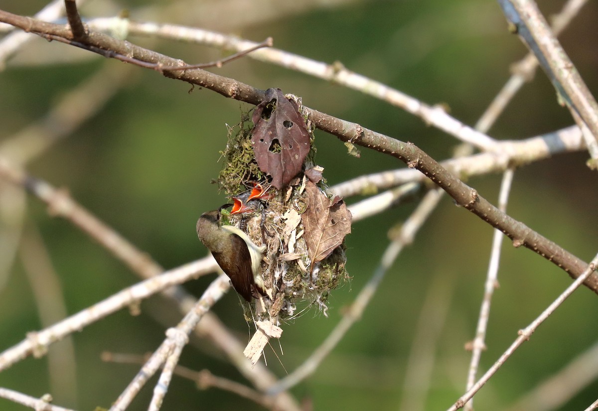 Crimson-backed Sunbird - ML622868490