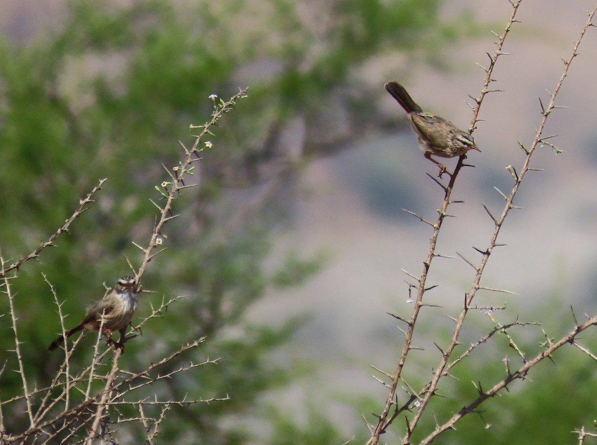 Scrub Warbler - Ute Langner