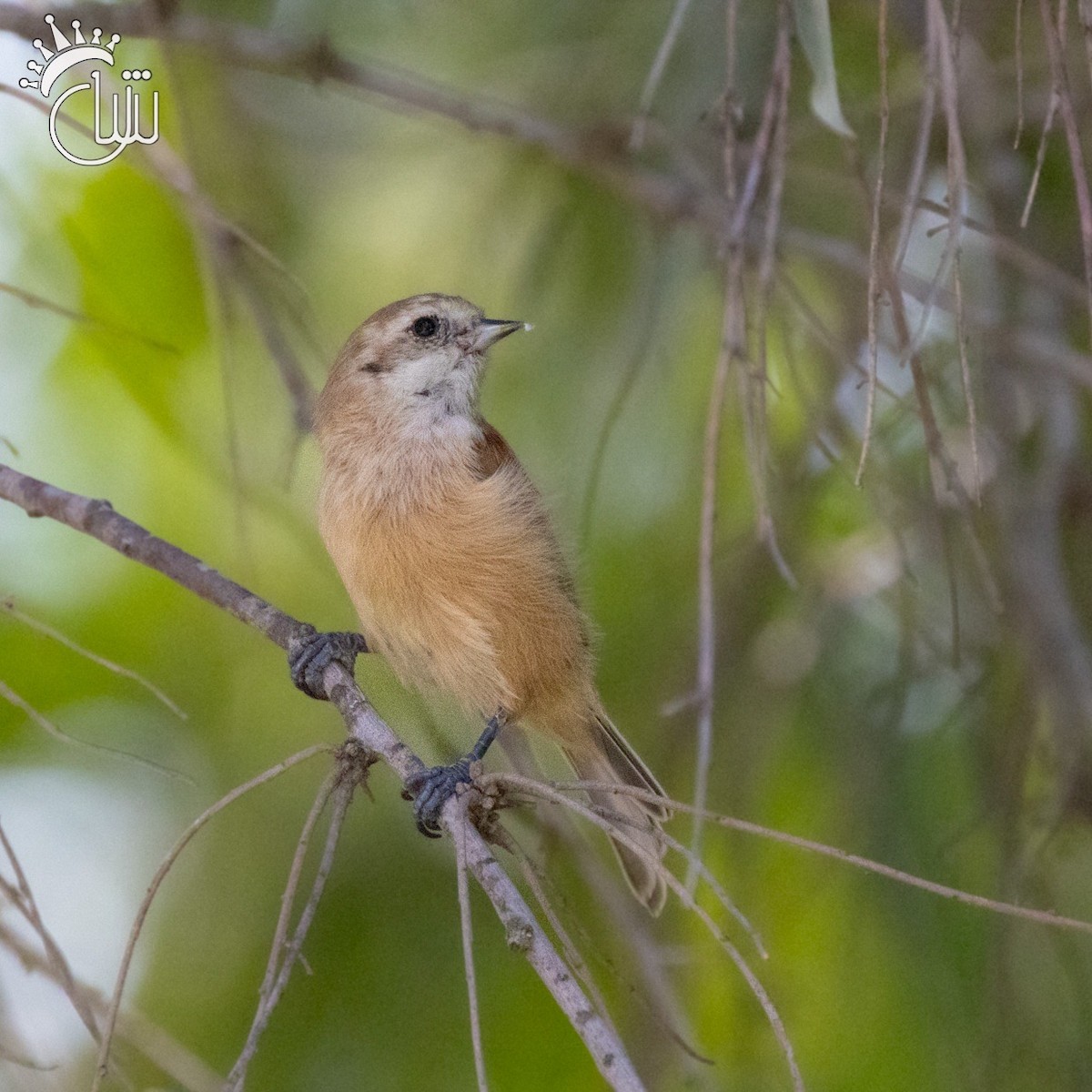 Eurasian Penduline-Tit - ML622868520