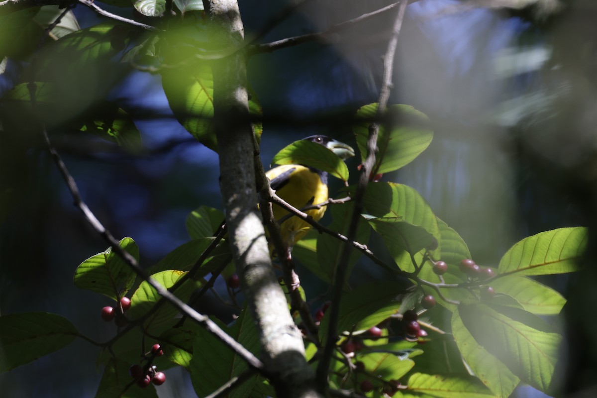 Hooded Grosbeak - ML622868658