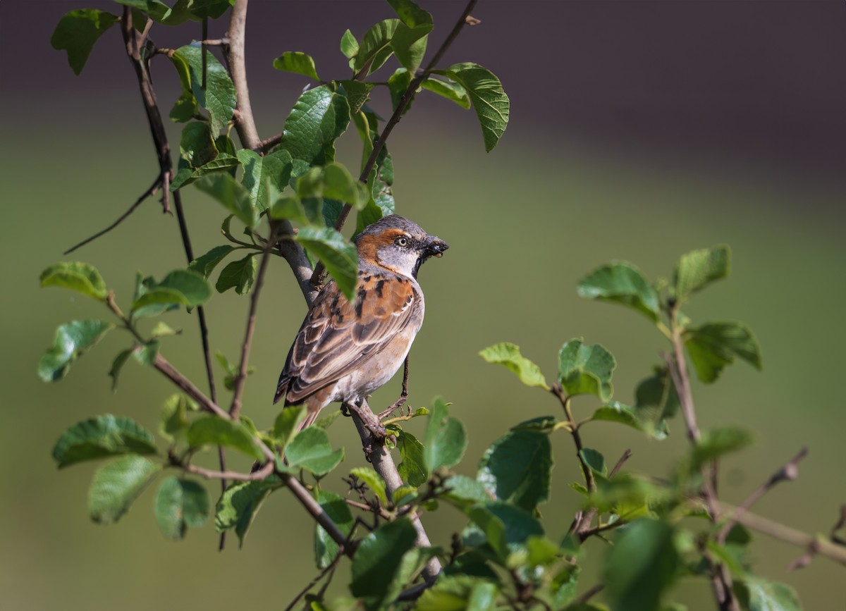 Kenya Rufous Sparrow - ML622868746