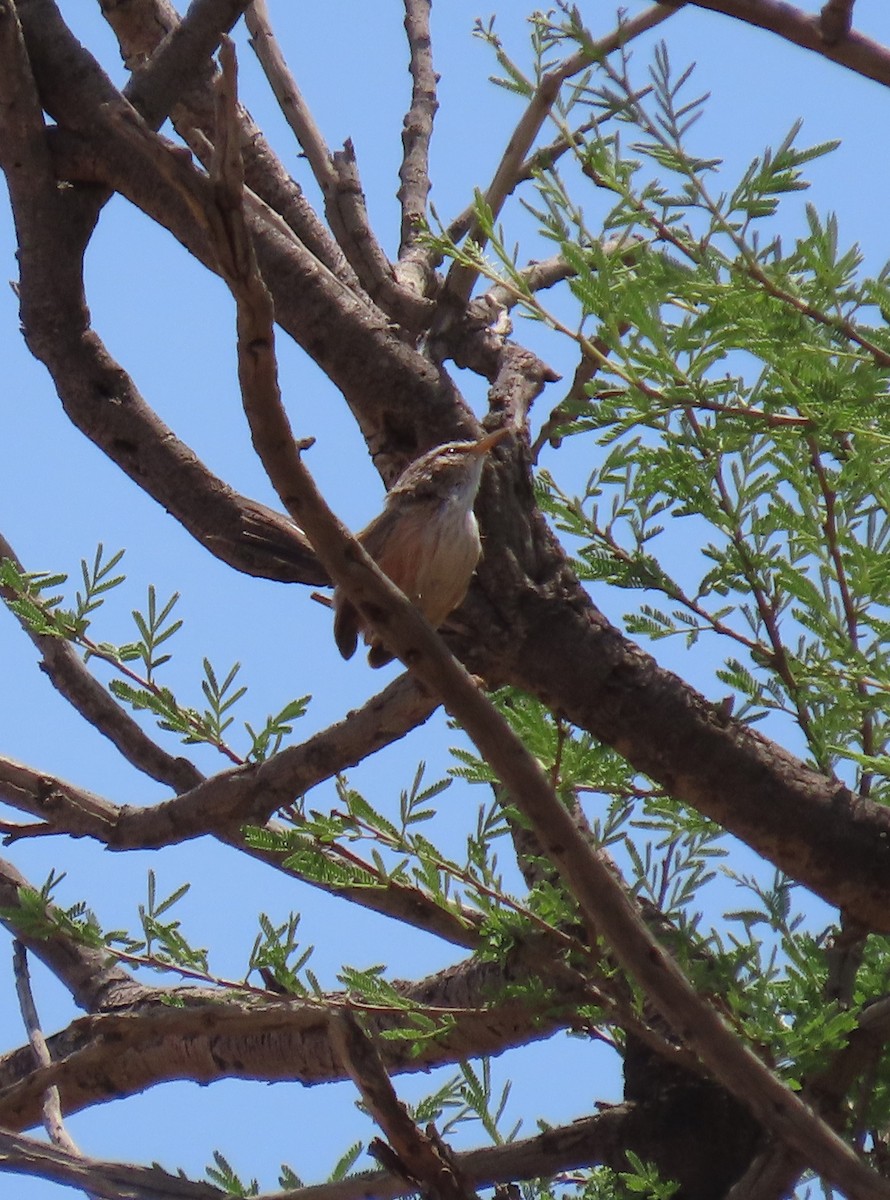 Scrub Warbler - Ute Langner