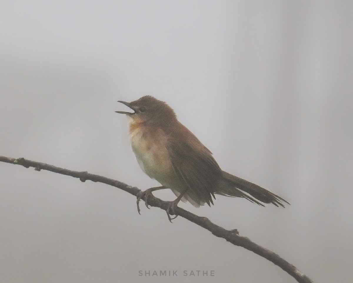 Broad-tailed Grassbird - ML622868800