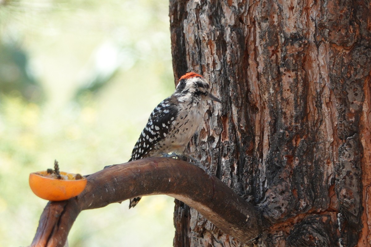 Ladder-backed Woodpecker - ML622868840