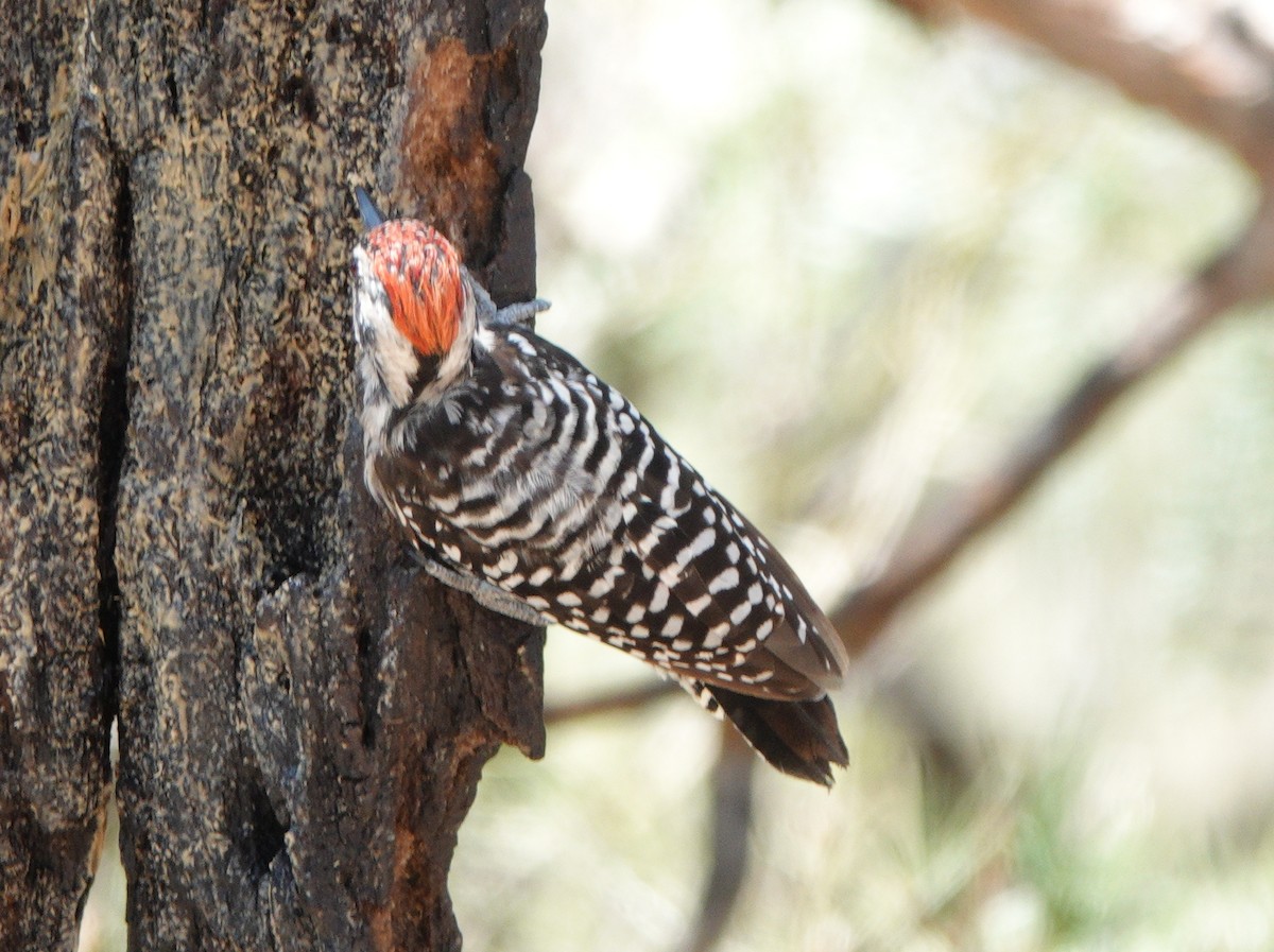 Ladder-backed Woodpecker - ML622868841