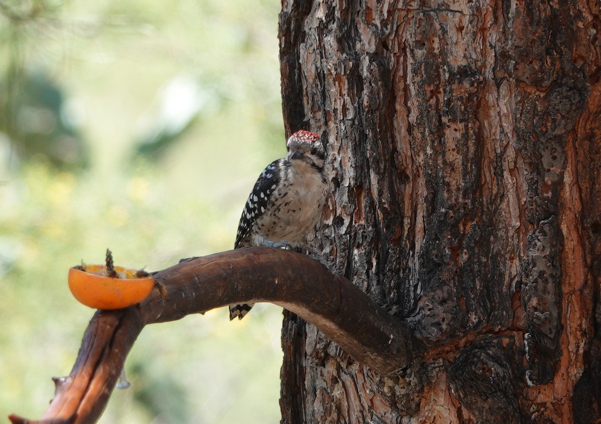 Ladder-backed Woodpecker - ML622868842