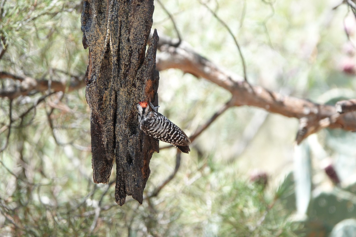 Ladder-backed Woodpecker - ML622868843