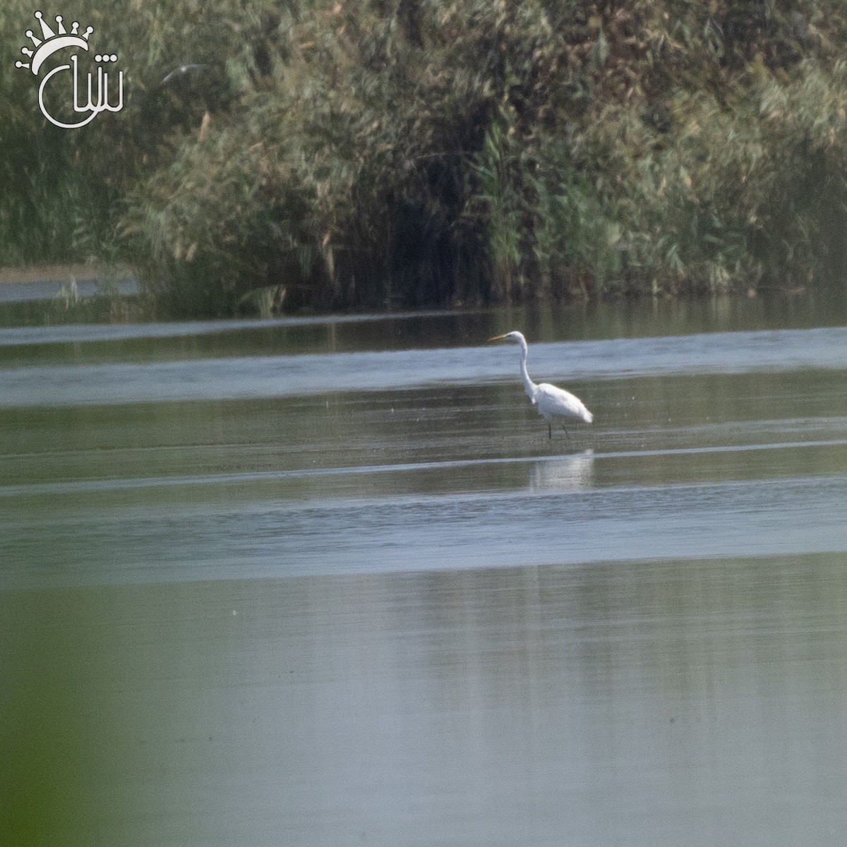 Great Egret - ML622868871