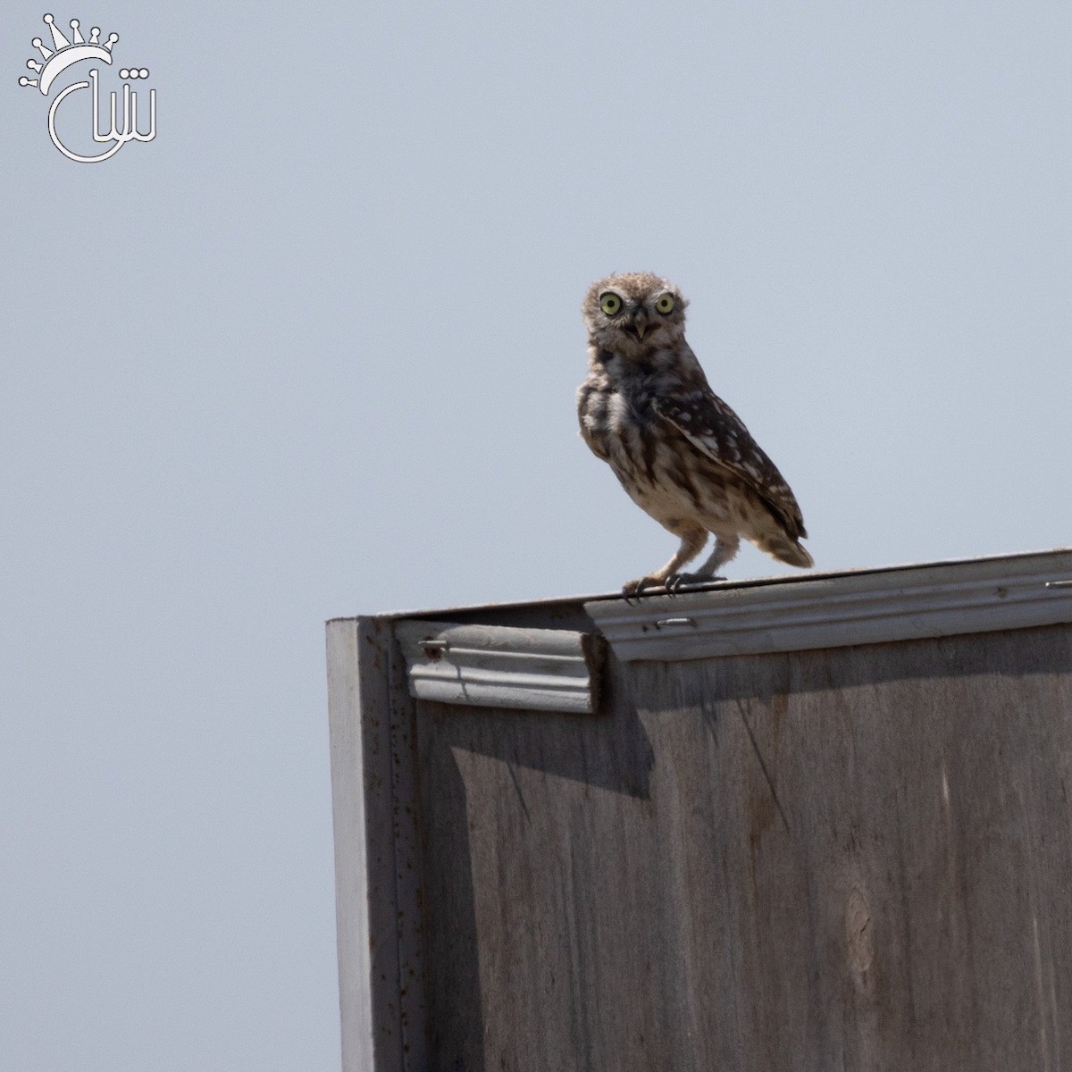 Little Owl - ML622868872