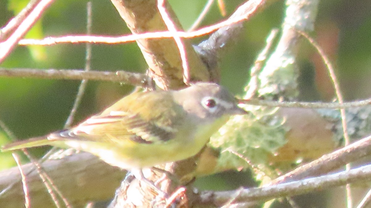 Blue-headed Vireo - ML622869046