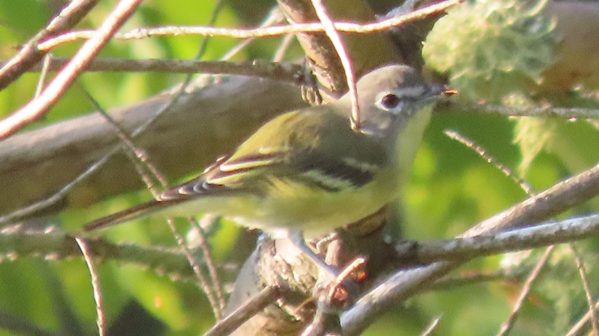 Blue-headed Vireo - ML622869047