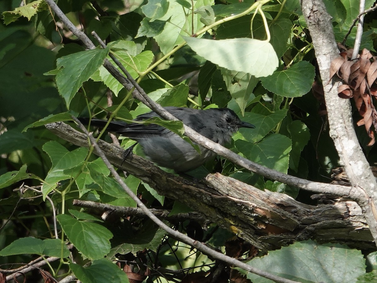 Gray Catbird - Lottie Bushmann