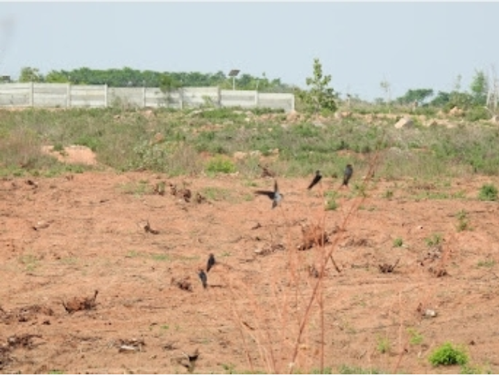 Red-rumped Swallow - Ramu Alluri