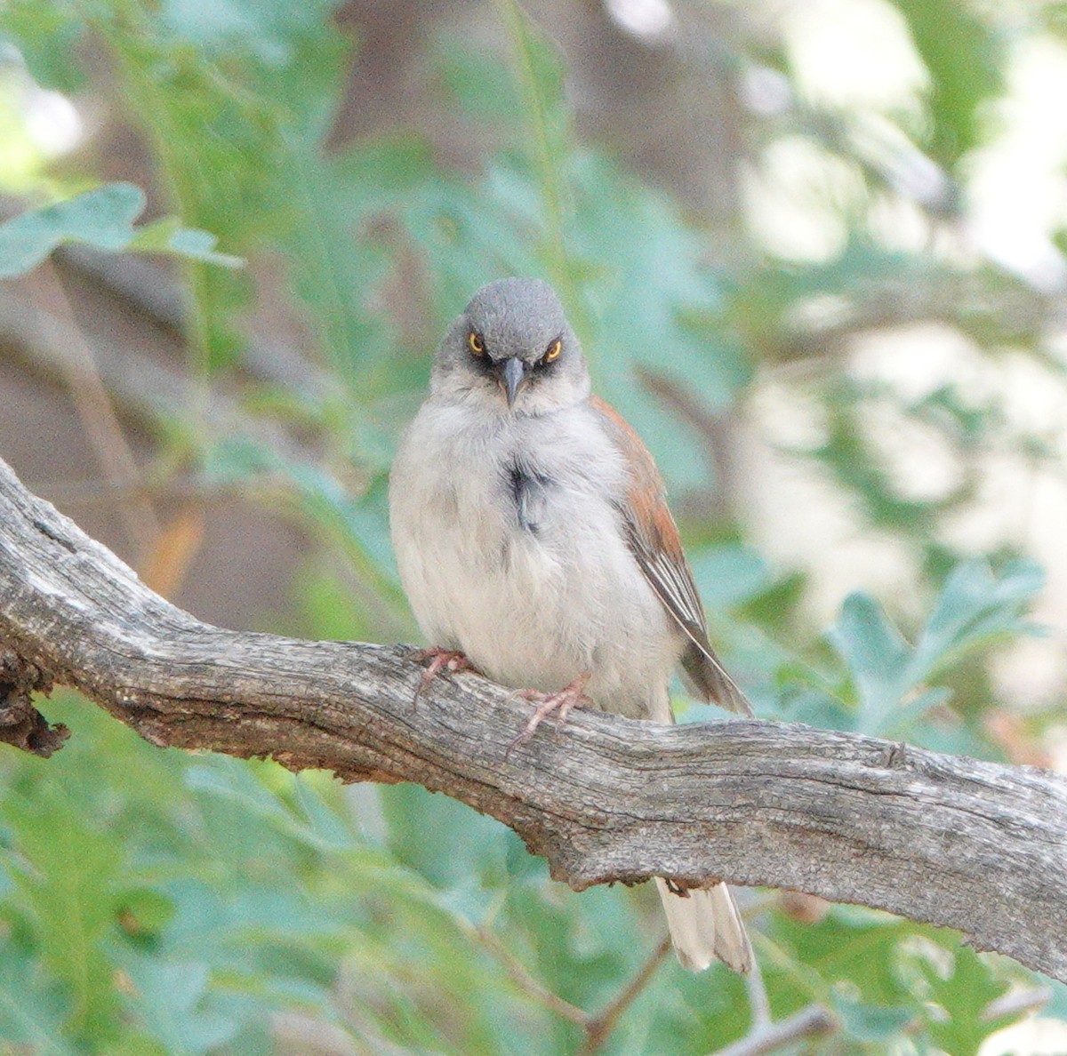 Yellow-eyed Junco - ML622869076