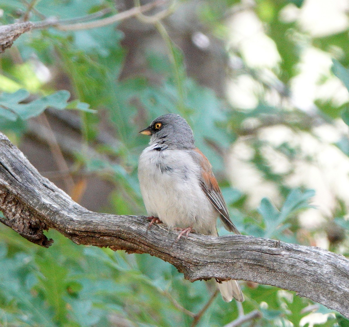 Yellow-eyed Junco - ML622869077