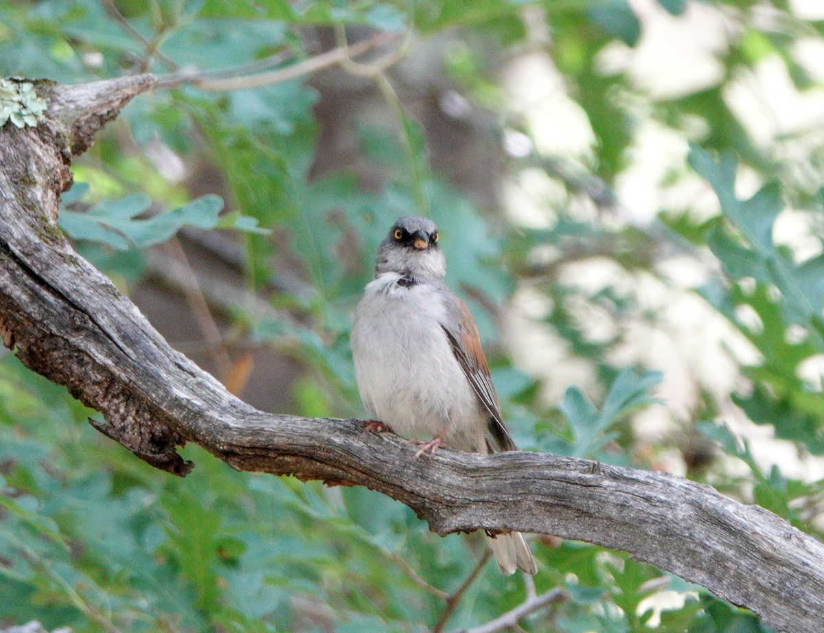 Yellow-eyed Junco - ML622869078