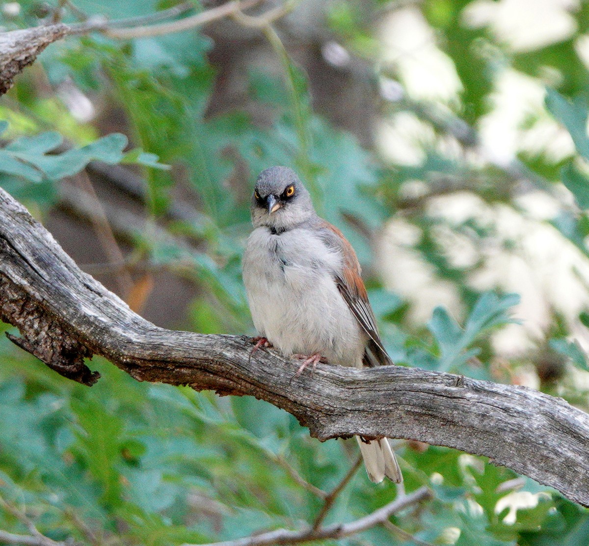 Yellow-eyed Junco - ML622869079