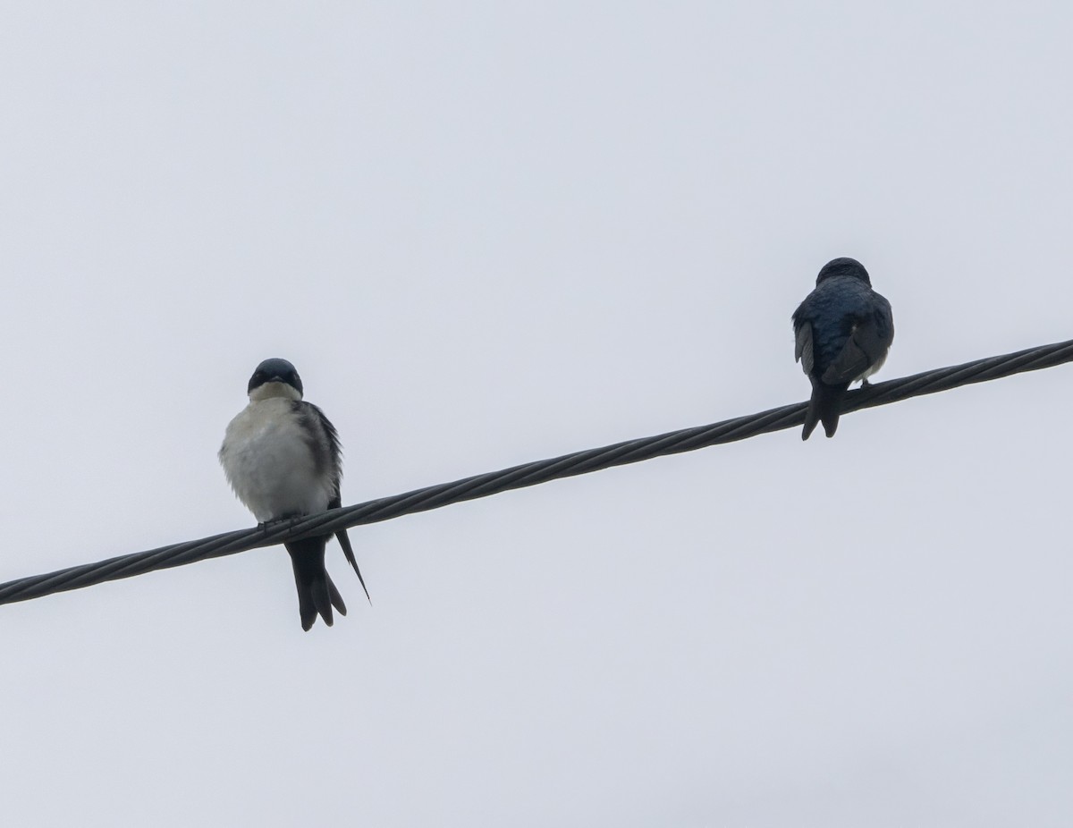 Blue-and-white Swallow - ML622869100