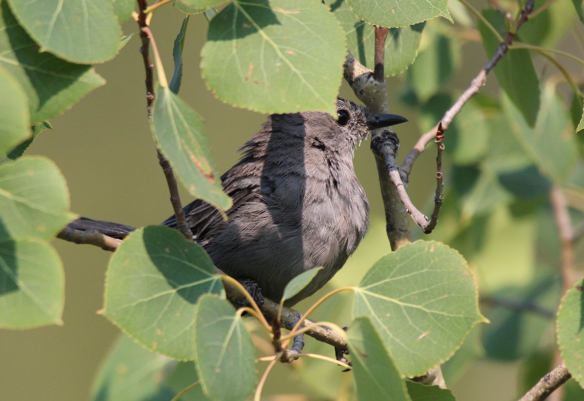 Pájaro Gato Gris - ML622869128