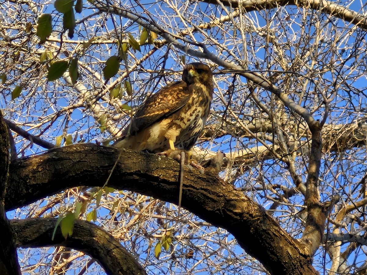 Harris's Hawk - ML622869150