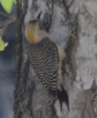 Golden-fronted Woodpecker - Lyndsey Norman