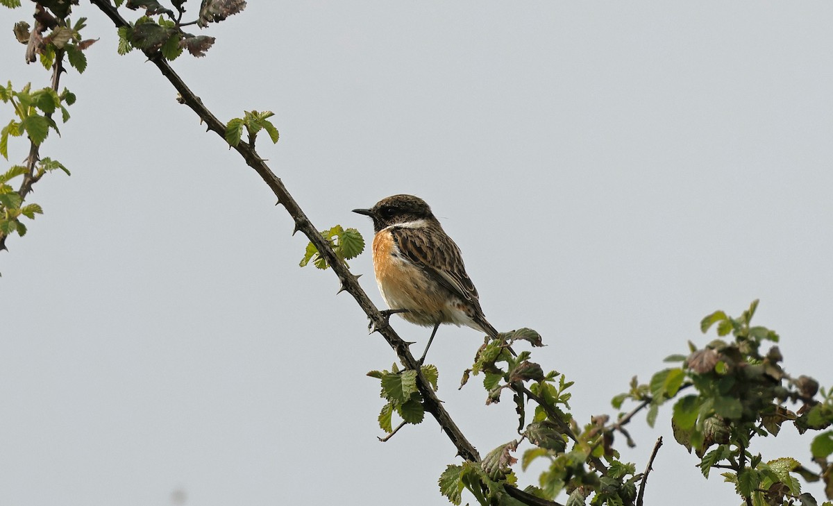 European Stonechat - Pete Merchant