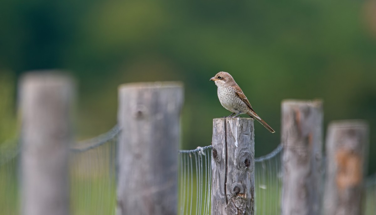 Улбар нуруут дунхай - ML622869271