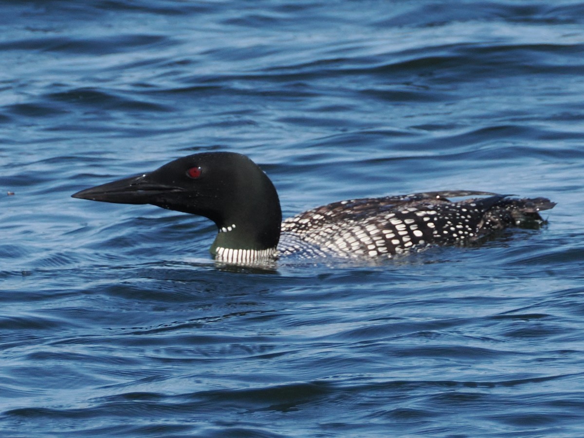 Common Loon - ML622869364