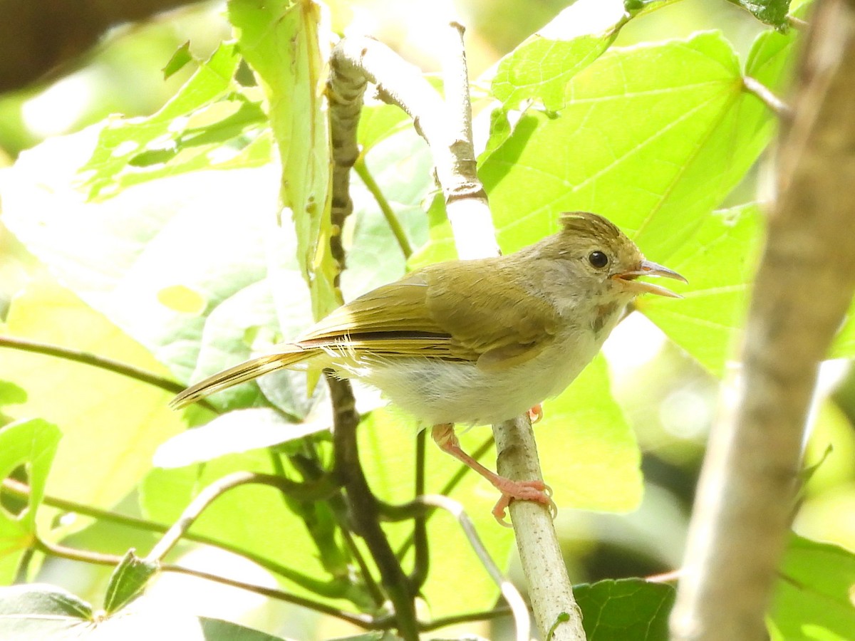 White-bellied Erpornis - ML622869382