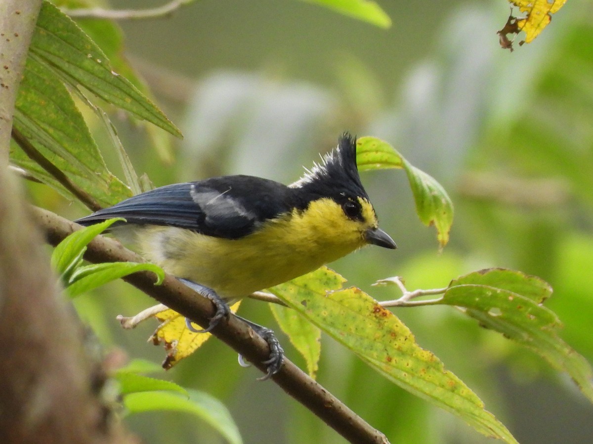 Mésange de Taïwan - ML622869385