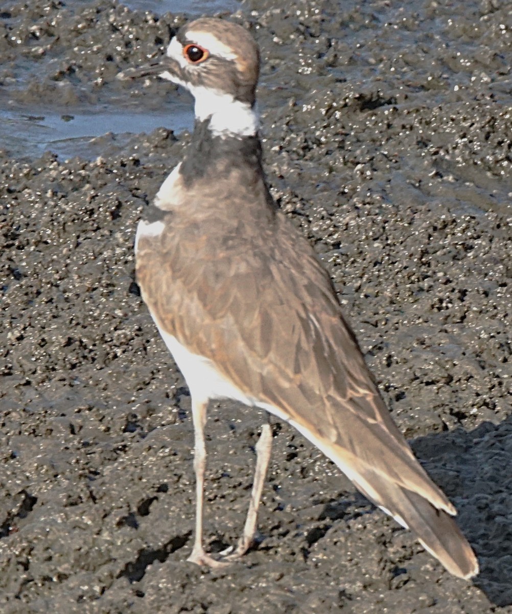 Killdeer - Curtis Makamson