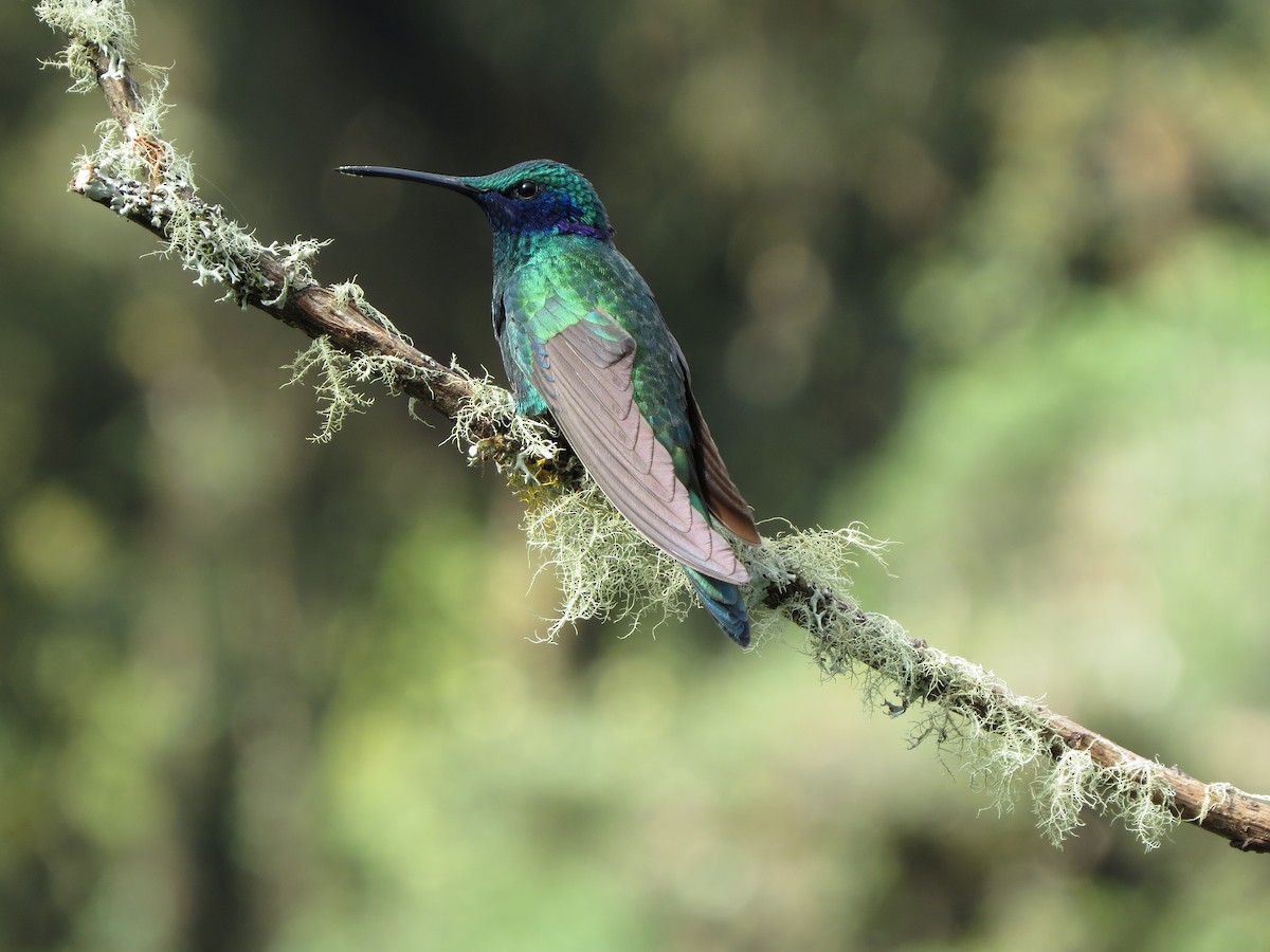 Sparkling Violetear - Oriol Miquel