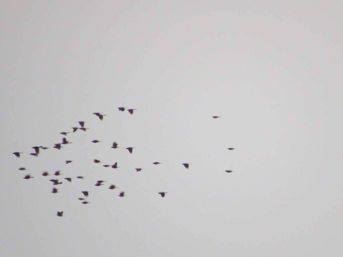 Common Grackle - ML622869443