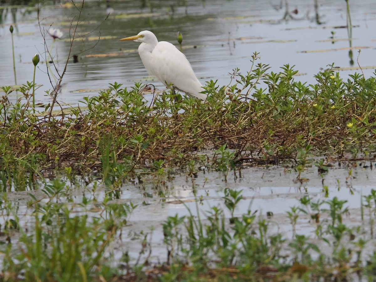 Eastern Cattle Egret - Tony Richards