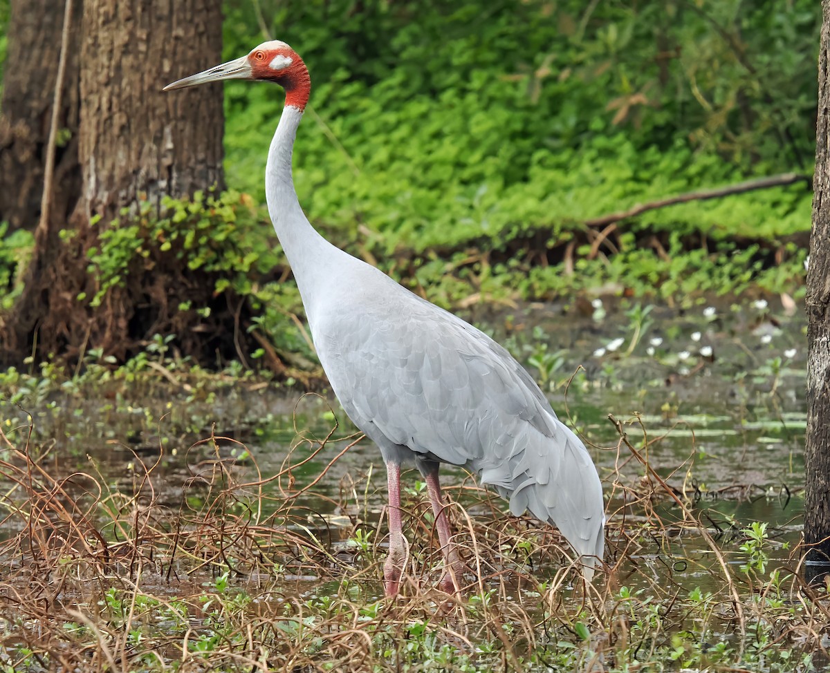 Sarus Turnası - ML622869471