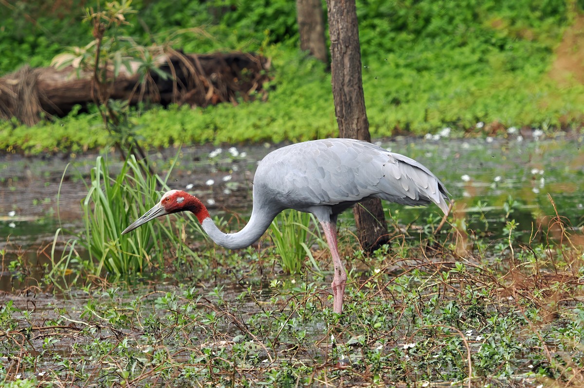 Sarus Crane - Tony Richards