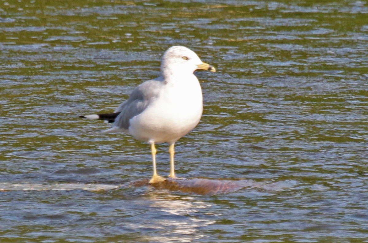 Gaviota de Delaware - ML622869488