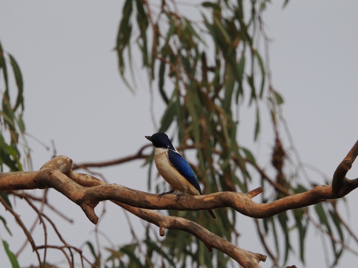 Forest Kingfisher - ML622869492