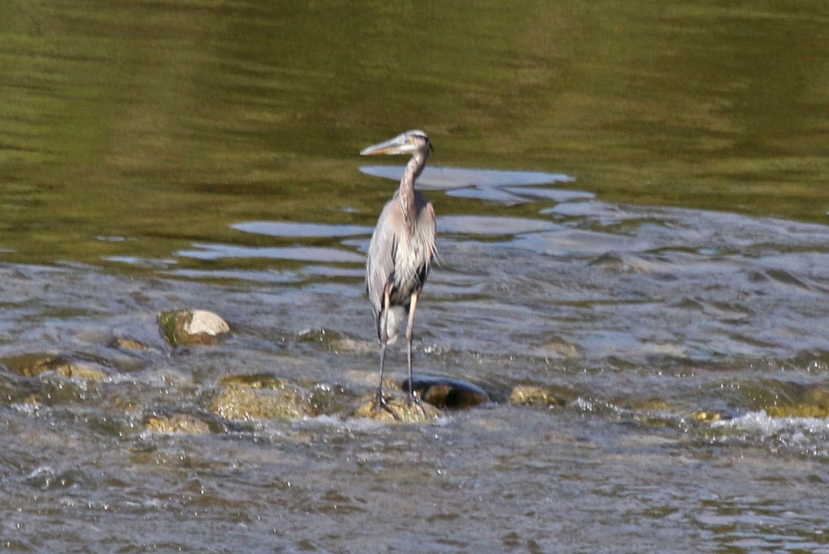 Garza Azulada - ML622869495