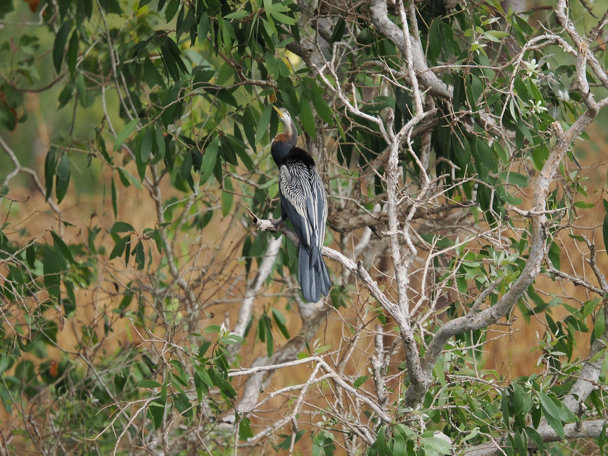 Australasian Darter - ML622869498