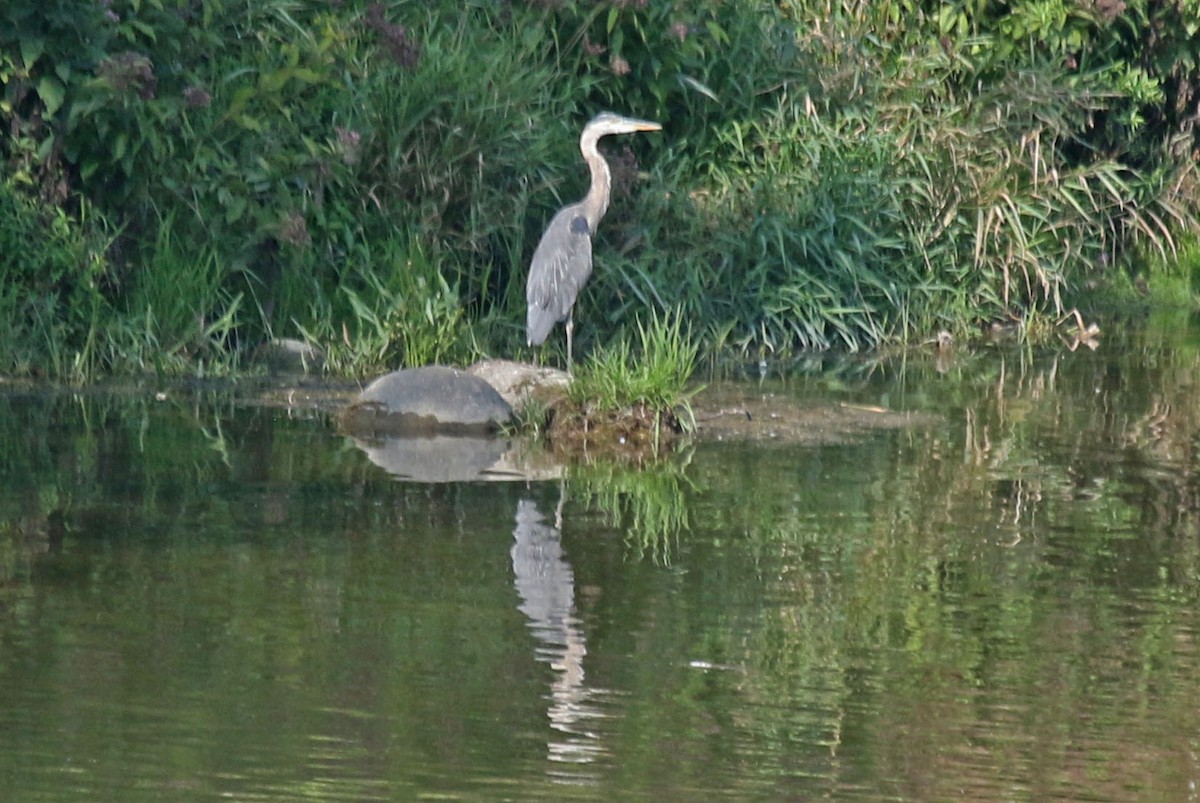 Garza Azulada - ML622869500